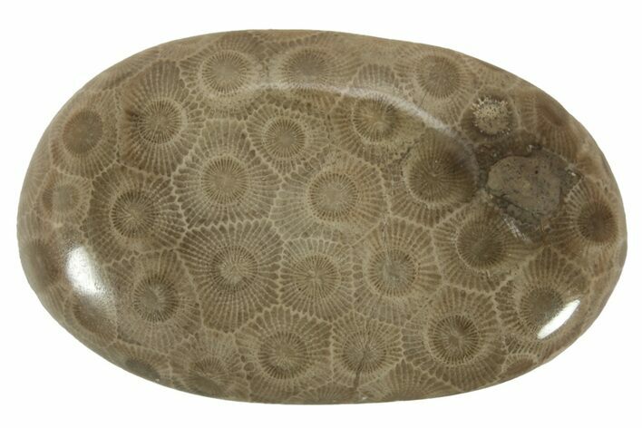 Polished Petoskey Stone (Fossil Coral) - Michigan #230459